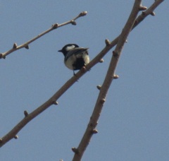 シジュウカラのお尻