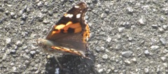地面の上にとまった蝶
