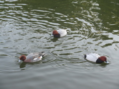 福岡城前の池を泳ぐカモの群れ③