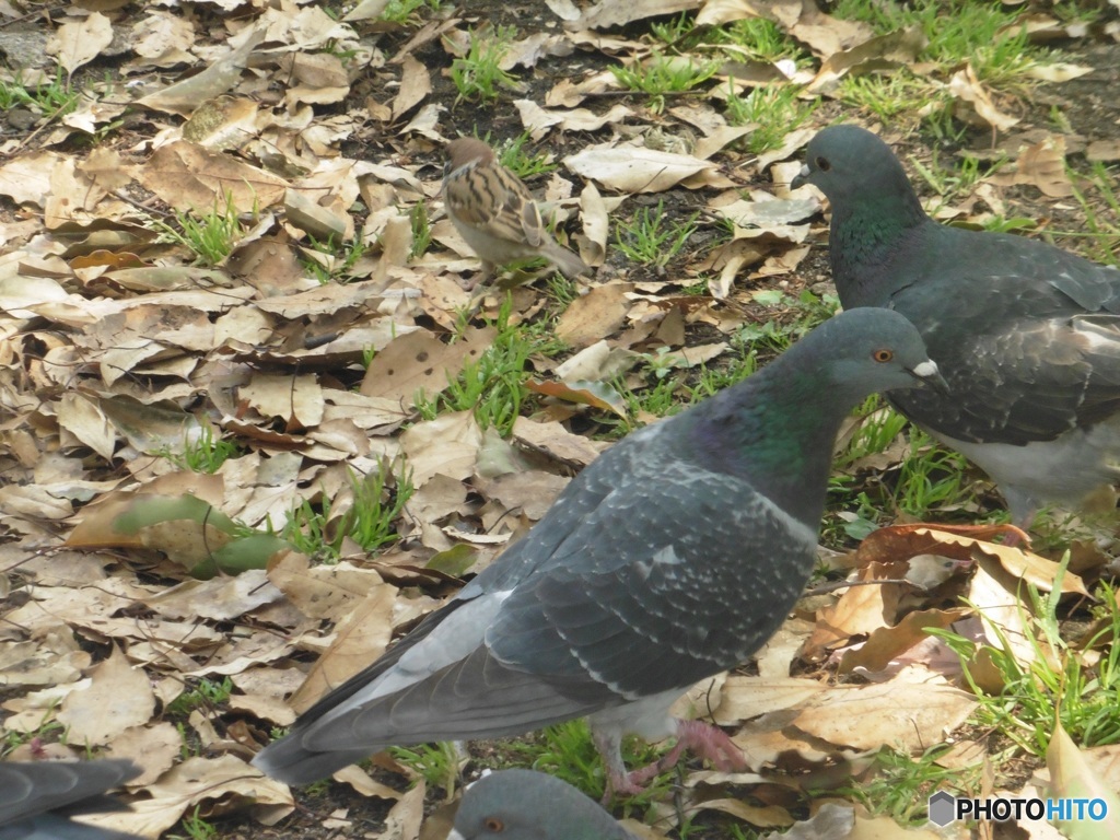 鳩とスズメ②
