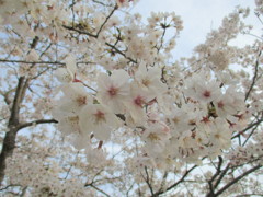 福岡の桜　①