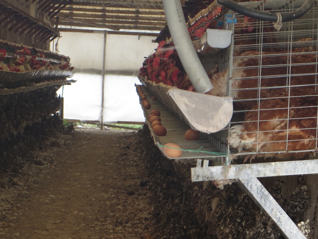 養鶏場の鶏と卵②