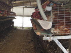養鶏場の鶏と卵②