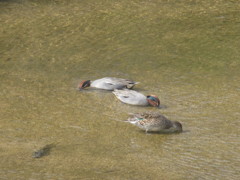 水を飲んでいる鴨たち