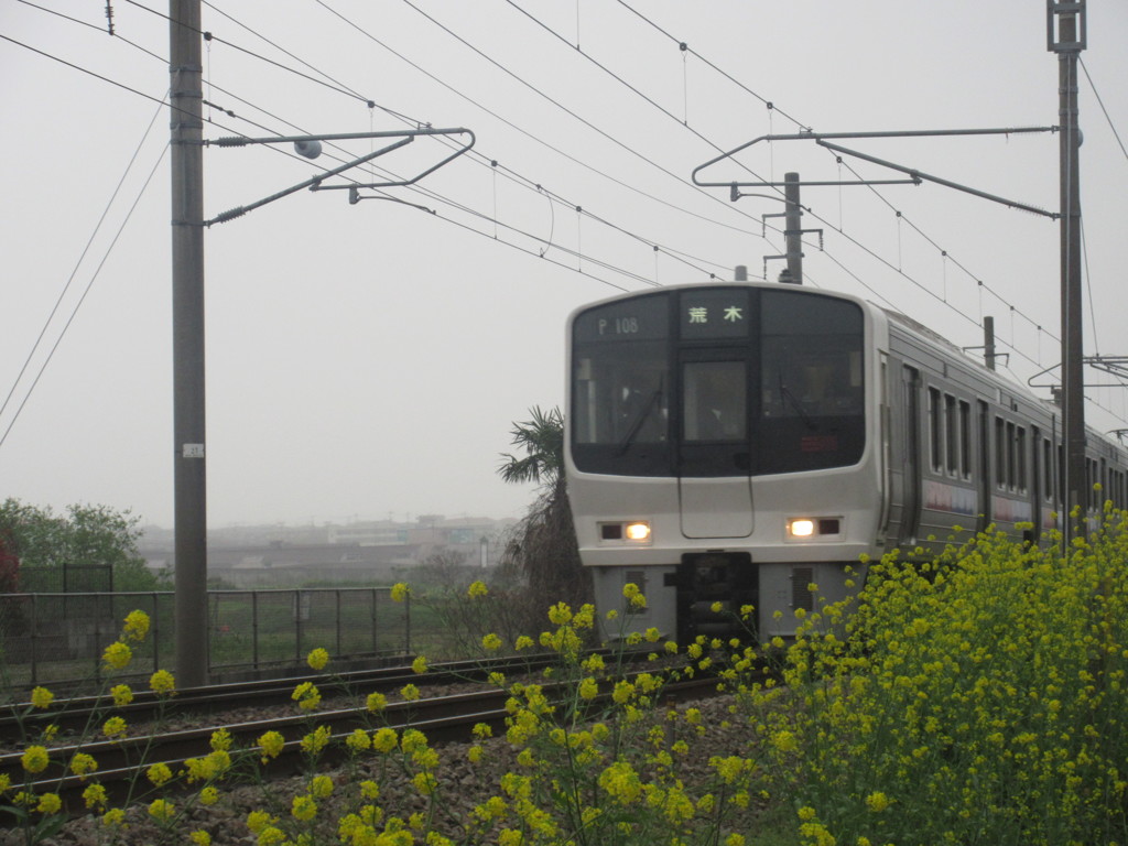 菜の花と通過電車