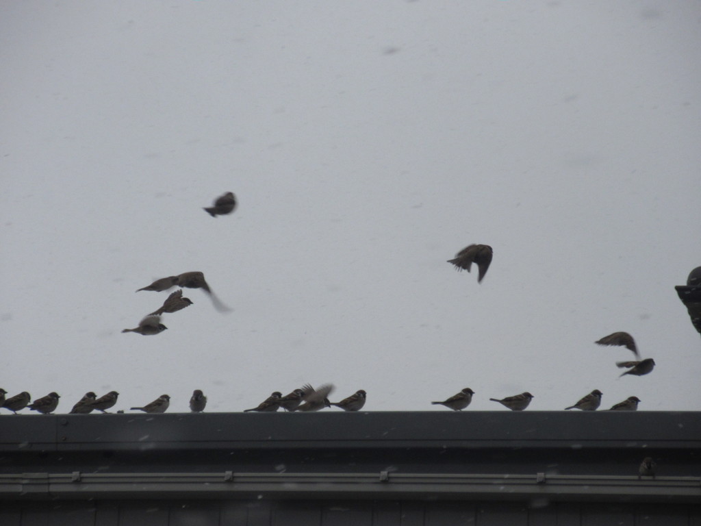 スズメの大群②