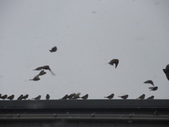 スズメの大群②