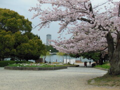 福岡市舞鶴公園の桜　④