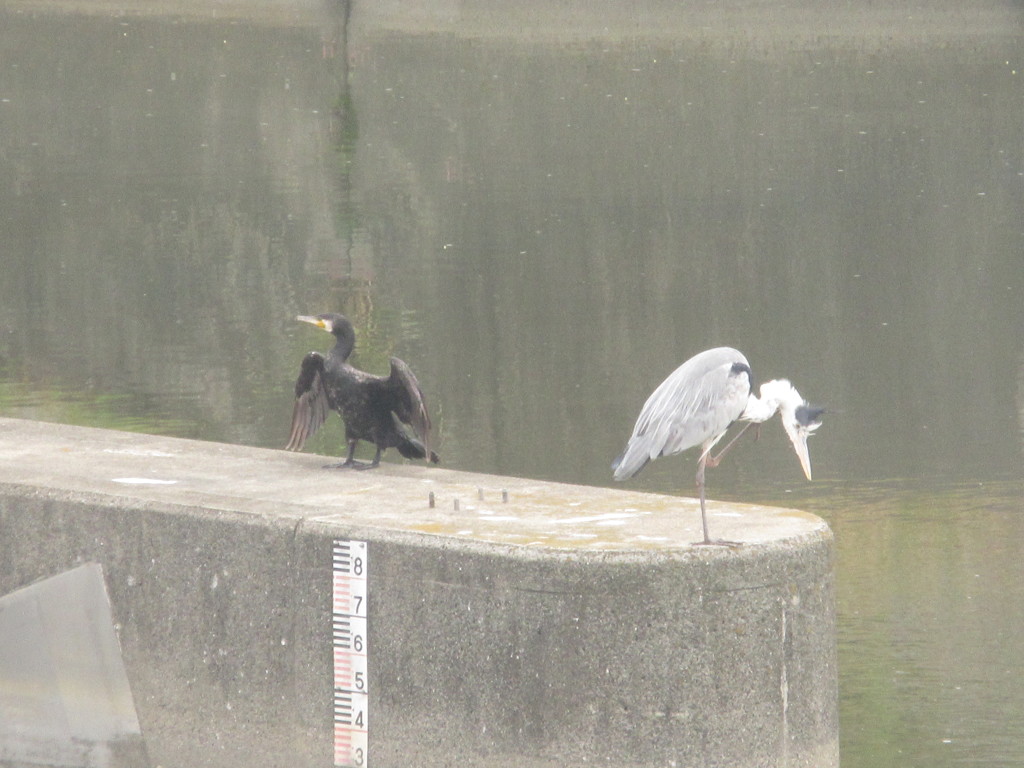 お互いのんびりしてるカモとサギ