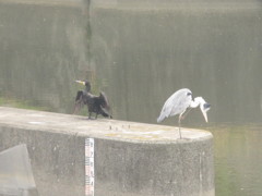 お互いのんびりしてるカモとサギ