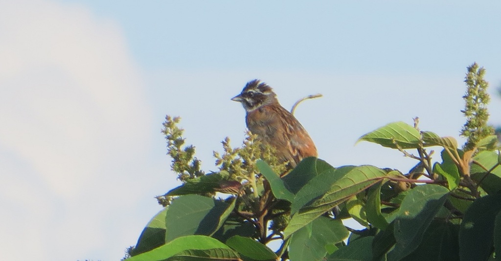 木の上のホオジロ