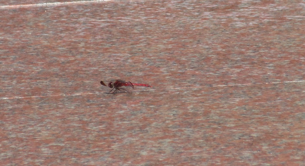 真っ赤なトンボ