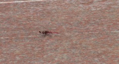 真っ赤なトンボ