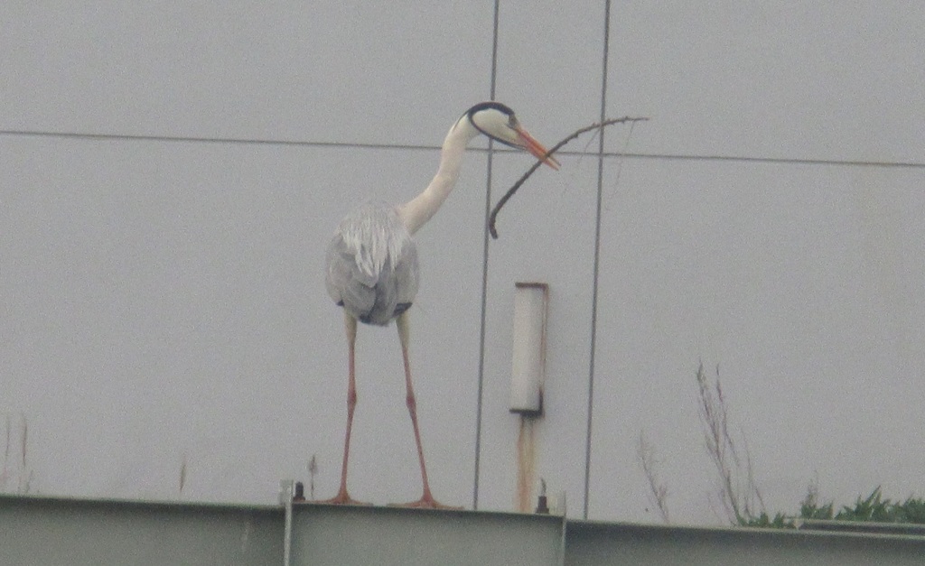 枝らしきものをくわえるサギ