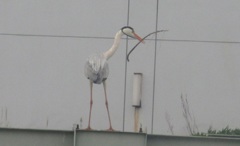 枝らしきものをくわえるサギ