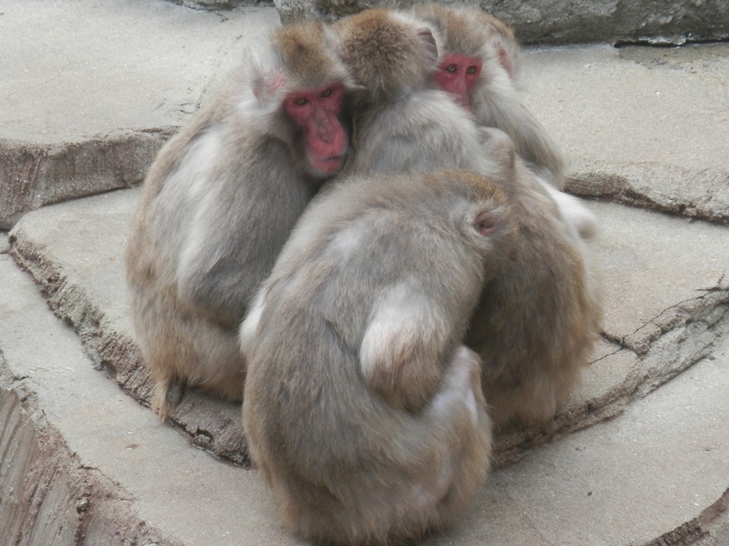 福岡市動物園のサル