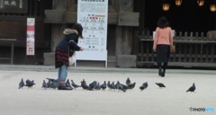 神社で鳩に餌を与える女性