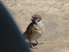 港のスズメ②