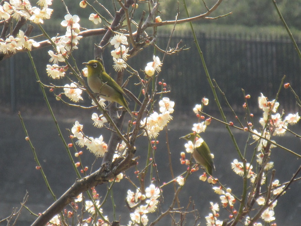 公園のメジロ③