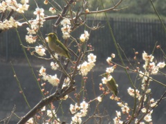 公園のメジロ③