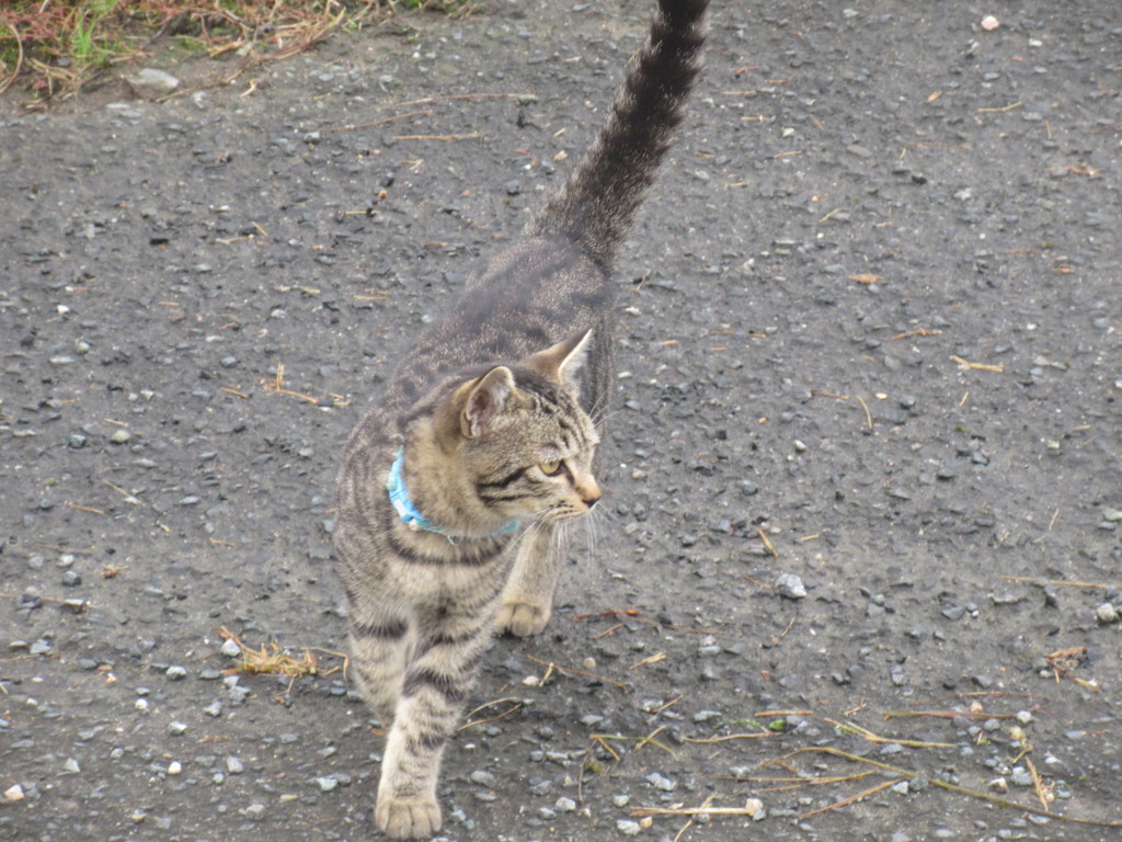 首輪をつけうろつく猫ちゃん