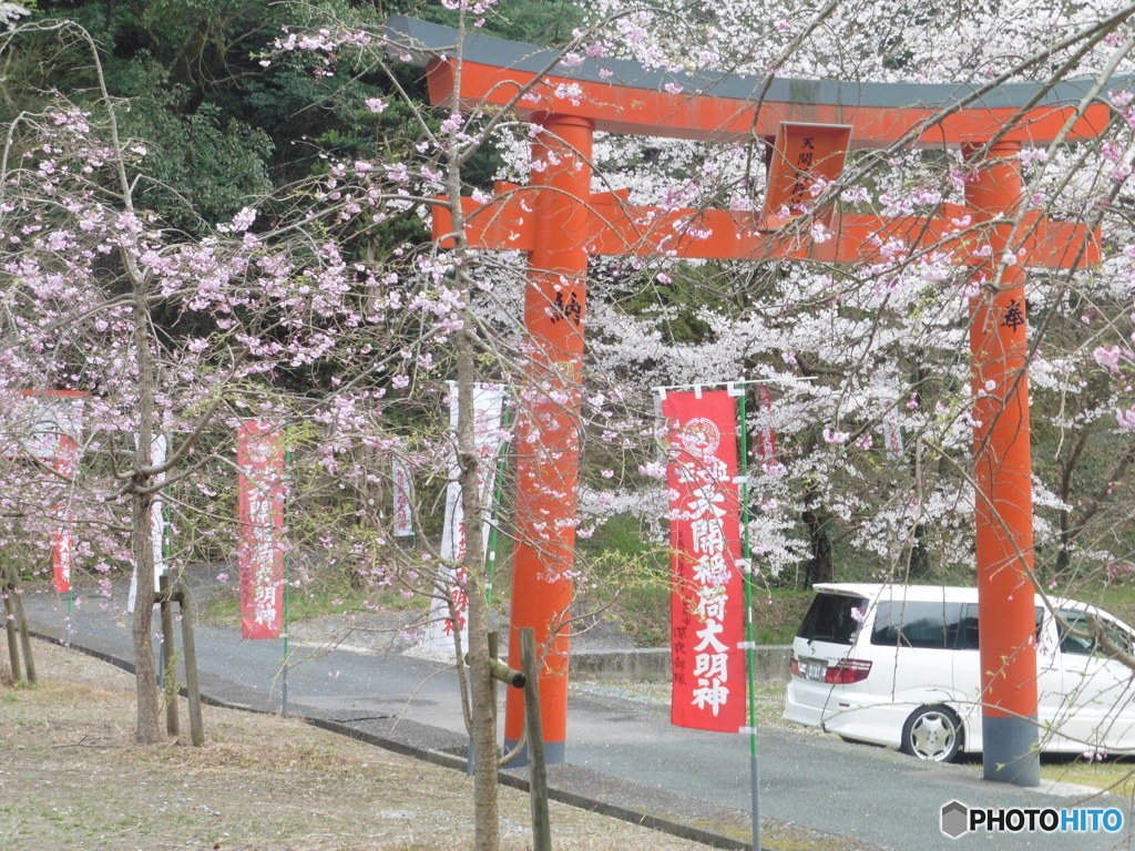 鳥居と桜②