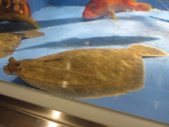 水槽の魚　②