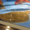 水槽の魚　②