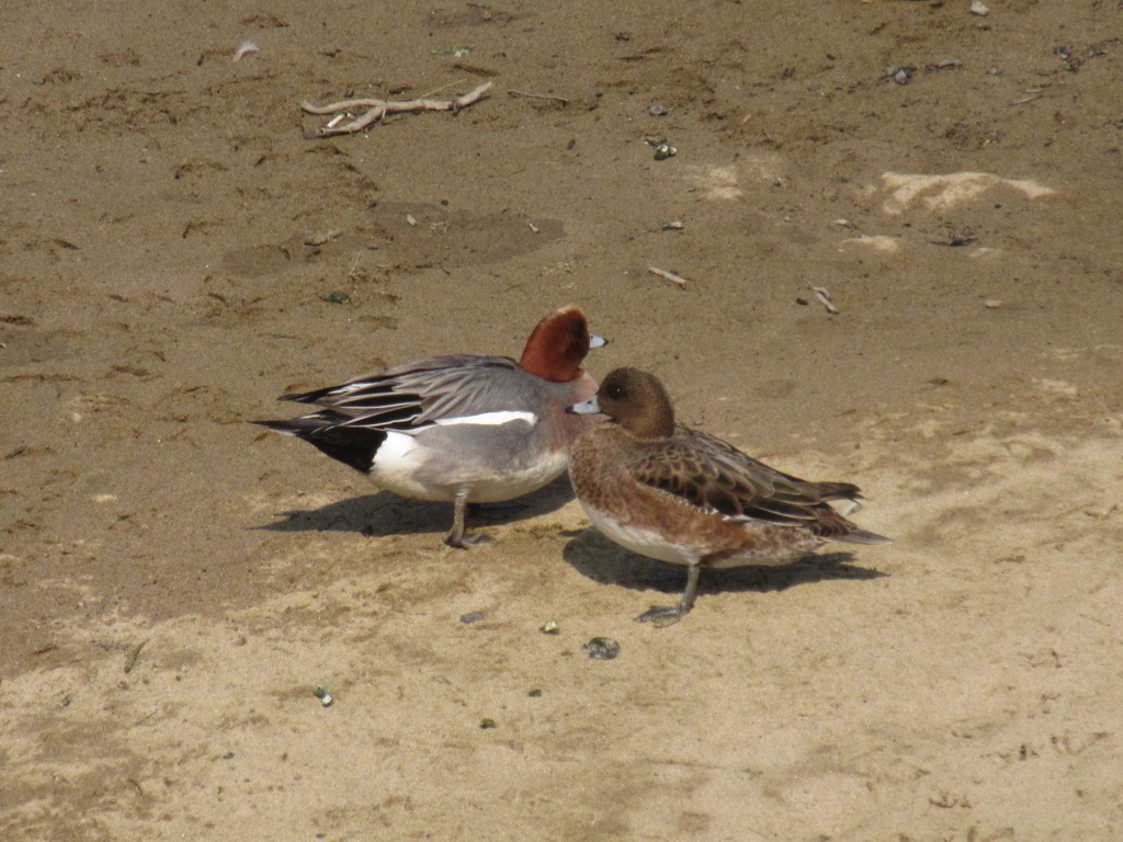 川辺でくつろぐカモたち①