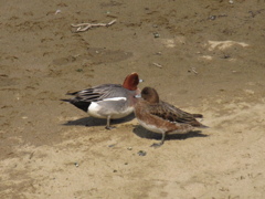 川辺でくつろぐカモたち①