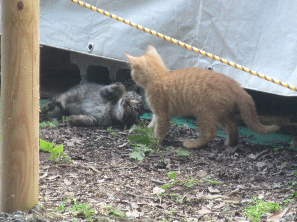 親子の猫ちゃんたち①