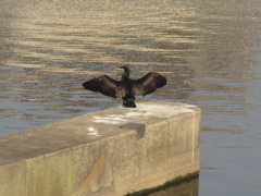 川辺で羽を広げる鵜