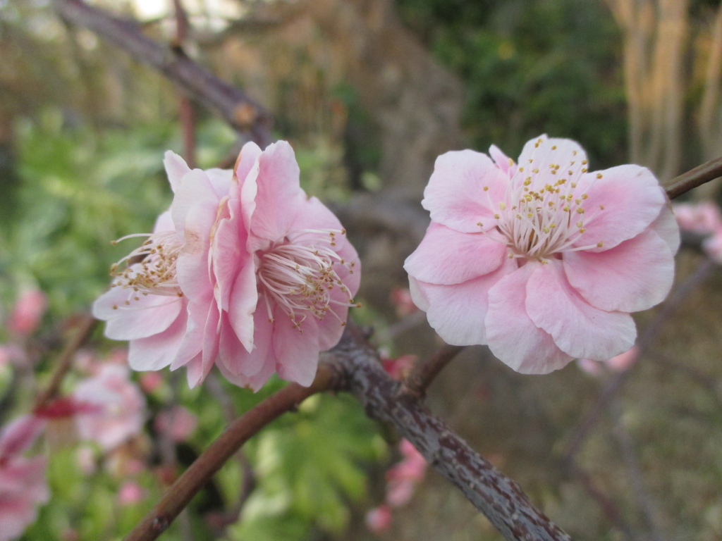 博多シティ屋上の桜　①