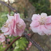 博多シティ屋上の桜　①