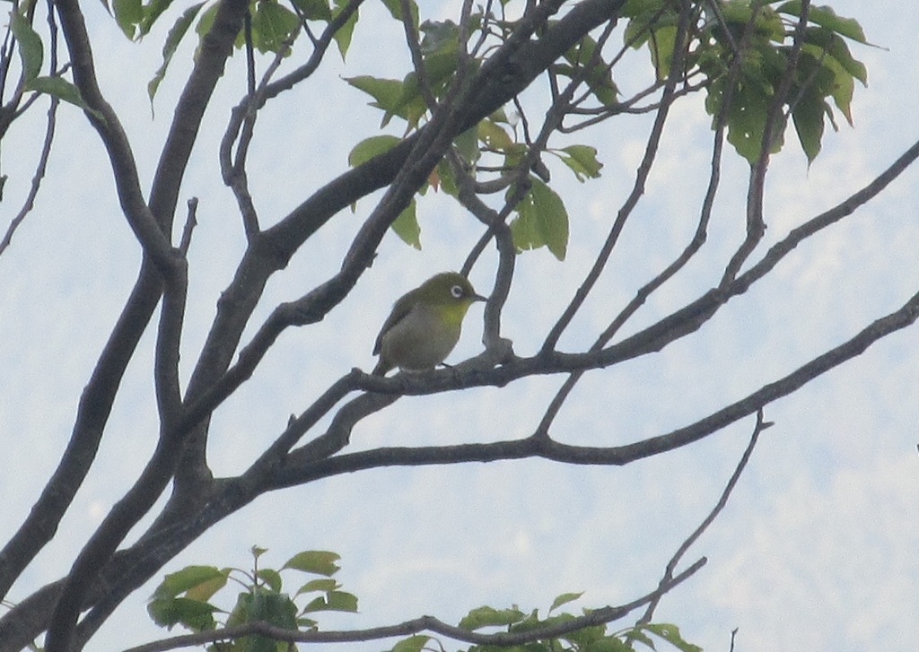 まだまだ頑張ってるメジロ③