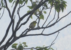 まだまだ頑張ってるメジロ③