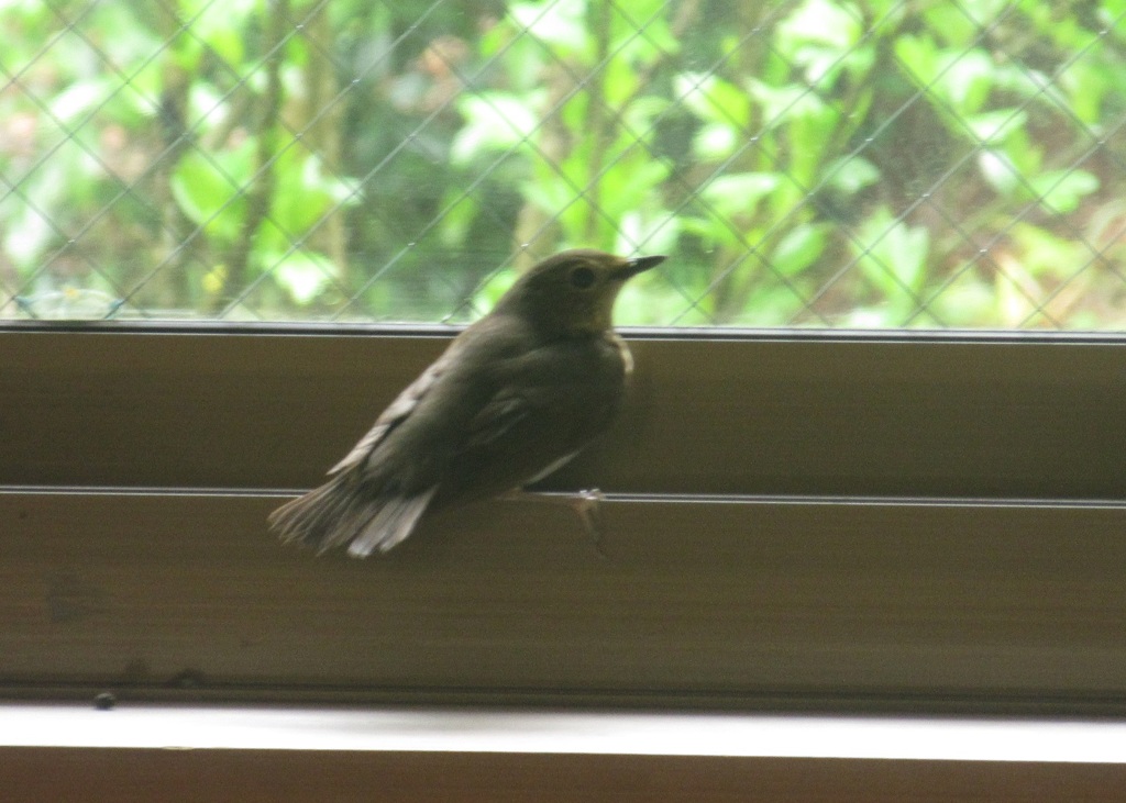 建物の中に迷いこんできた鳥