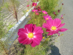 川沿いで見かけた花①