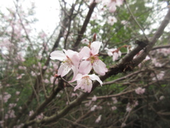脳古島の桜④