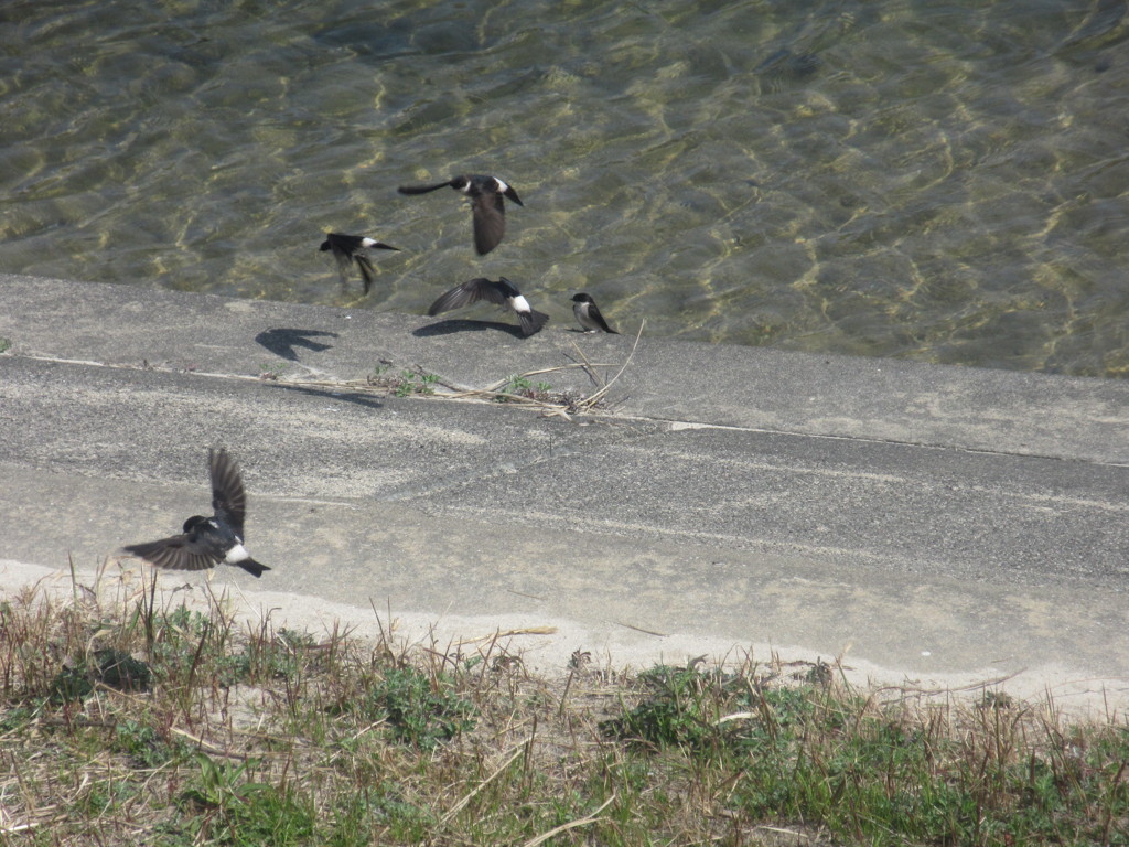 御笠川のツバメたち③