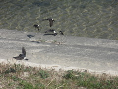 御笠川のツバメたち③