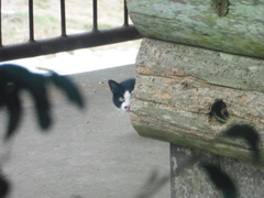 顔を覗かせる猫ちゃん