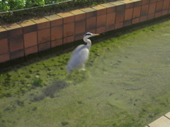 夕暮れの大濠公園①