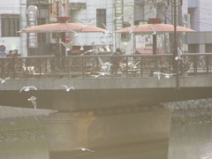 橋のたもとに集まるユリカモメ