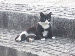 いろいろなポーズの猫ちゃん④