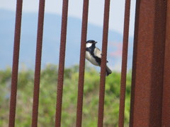 柵にしがみつくシジュウカラ