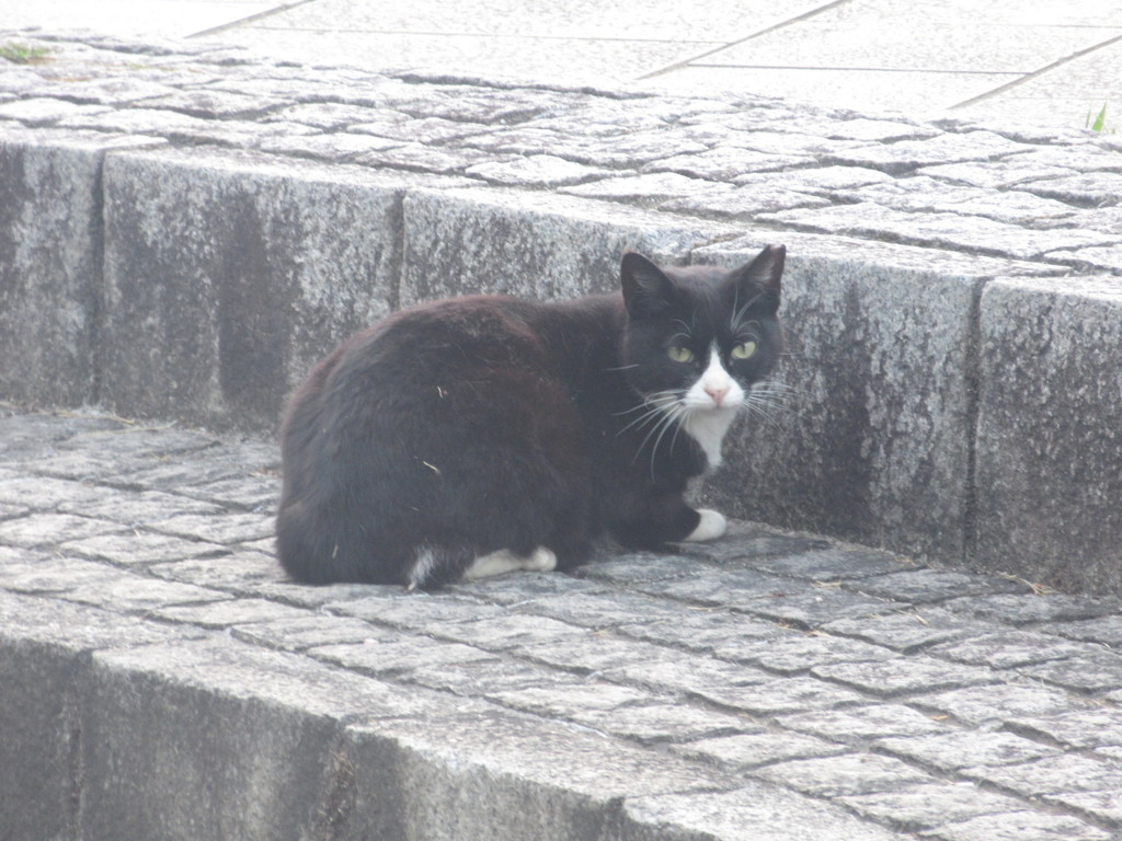 いろいろなポーズの猫ちゃん⑨
