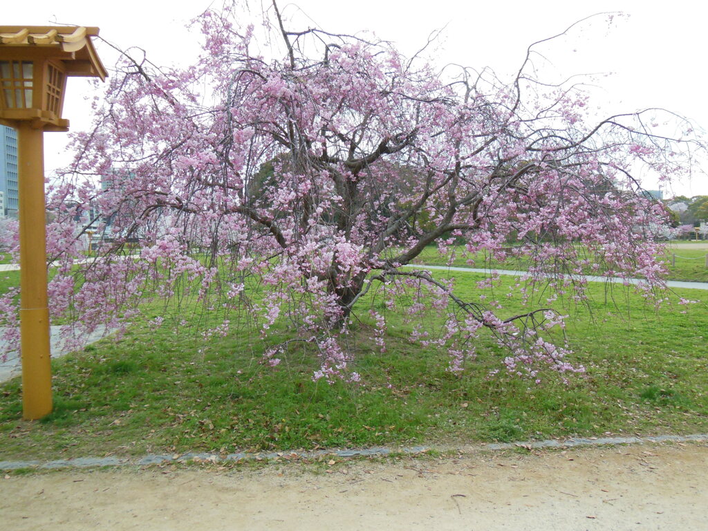 福岡市舞鶴公園の桜　⑧