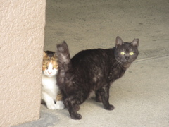 カメラ目線の2匹の猫
