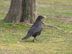 餌をくわえたカラス